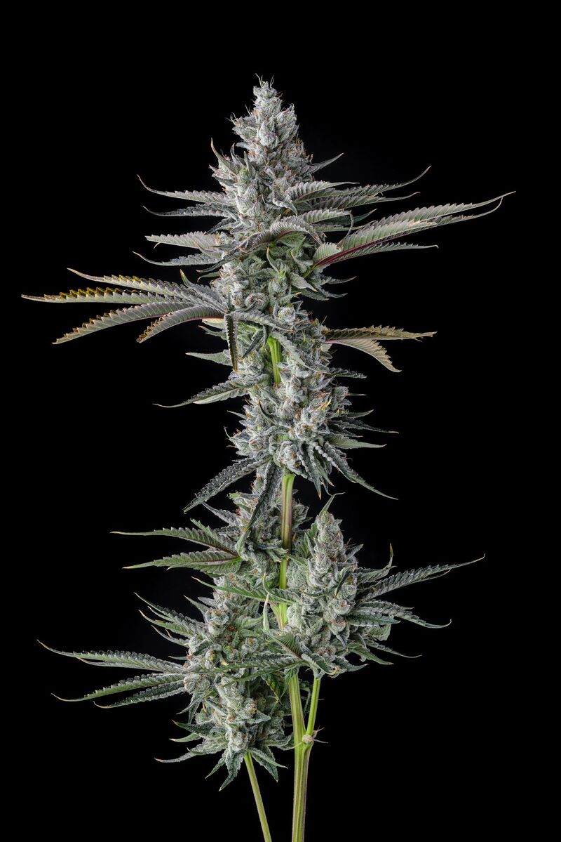 Guwop Green, Фасовка: 3